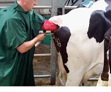 Artificial Insemination of Cow