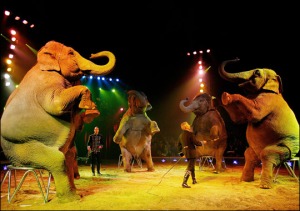 Circus Elephants
